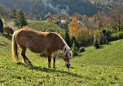 14 Mamma cavalla intenta al pascolo